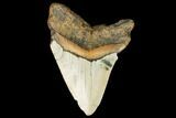Bargain, Fossil Megalodon Tooth - North Carolina #124637-2